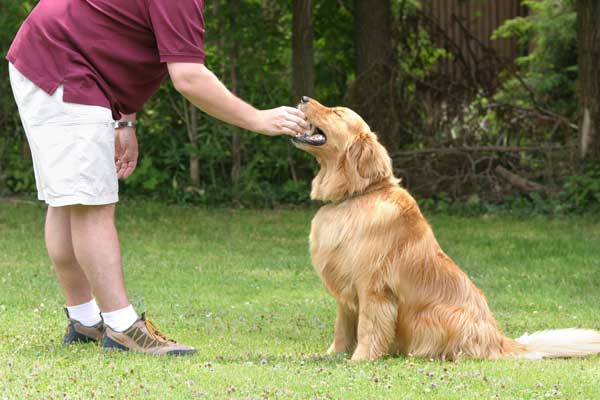 dog understands