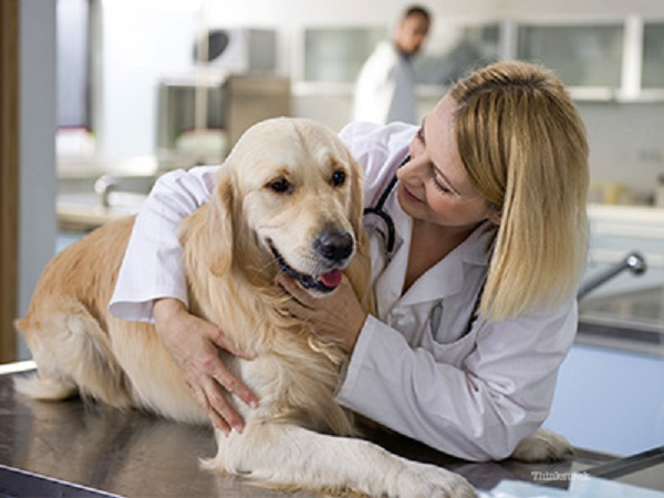 caring-for-your-dog-recovering-from-an-illness-or-surgery